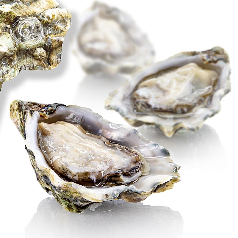 Tuoreet isot osterit - Gillardeau G2 (Crassostrea gigas), n. 115g - 12 kappaletta, jokainen n. 115 g - puinen laatikko Tuoreet isot osterit - Gillardeau G2 (Crassostrea gigas), n. 115g - 12 kappaletta, jokainen n. 115 g - puinen laatikko