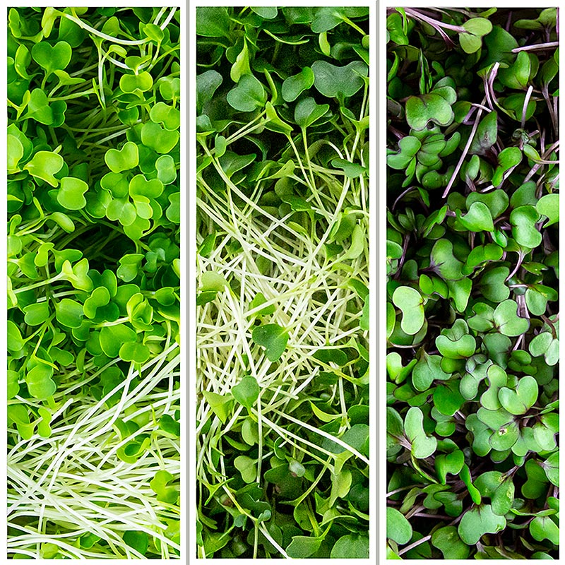 embalado com microgreens MIX brocolis / couve / repolho roxo, folhas / mudas muito jovens - 150g - Concha PE