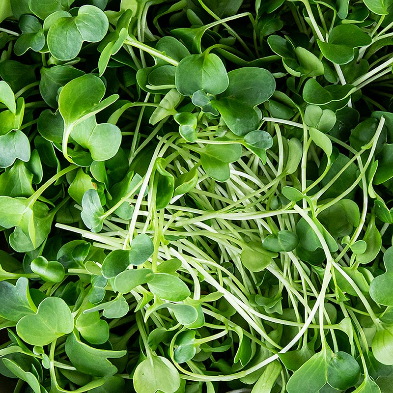 fullpakket med mikrogroenn reddik, veldig unge blader/froeplanter - 100 g - PE-skall fullpakket med mikrogroenn reddik, veldig unge blader/froeplanter - 100 g - PE-skall