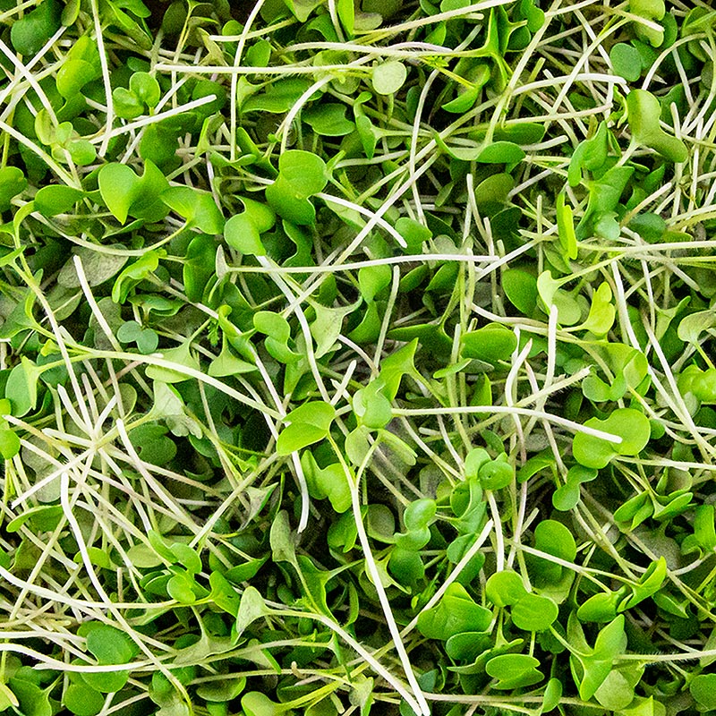 lleno de microgreens mostaza, hojas / plantulas muy jovenes - 75g - carcasa de PE