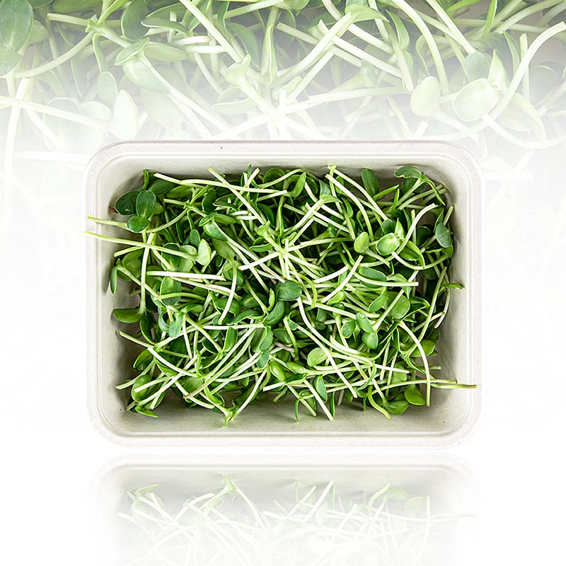 Girassol Microgreens, brotos frescos, embalados - 100g - Concha PE