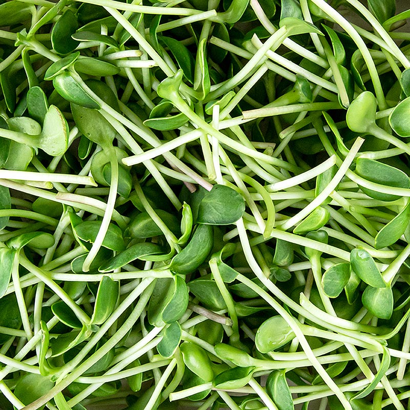 Girasol Microgreens, brotes frescos, envasados - 100 gramos - carcasa de PE