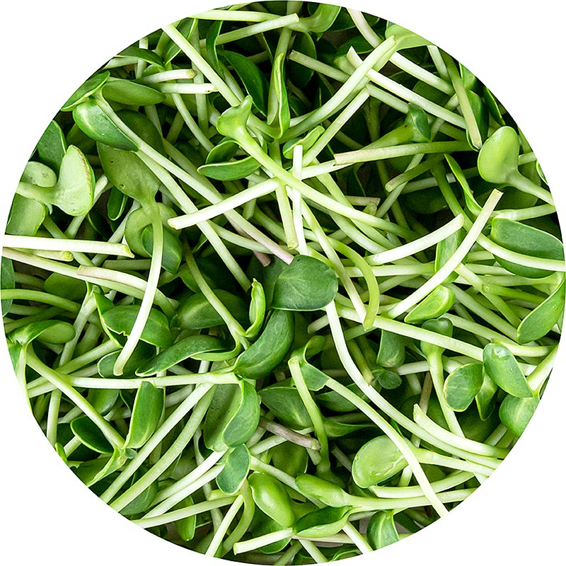 Girasol Microgreens, brotes frescos, envasados - 100 gramos - carcasa de PE