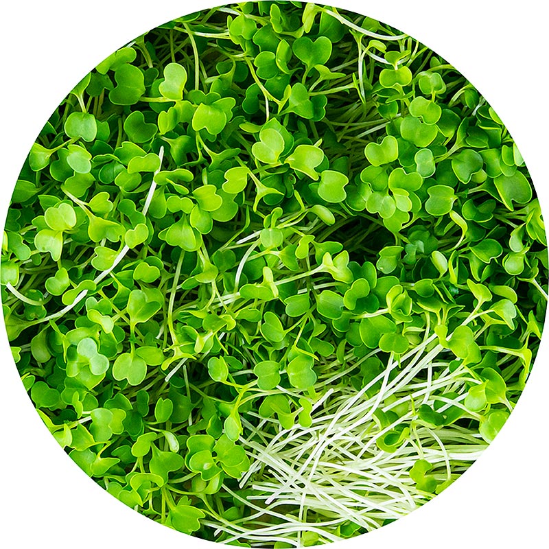 fullpakket med mikrogroenn brokkoli, veldig unge blader / froeplanter - 75 g - PE-skall fullpakket med mikrogroenn brokkoli, veldig unge blader / froeplanter - 75 g - PE-skall