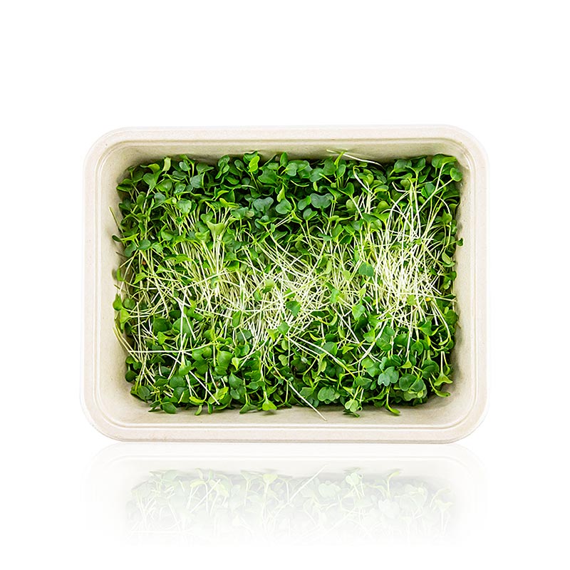 embalado com couve microgreens, folhas / mudas muito jovens - 75g - Concha PE