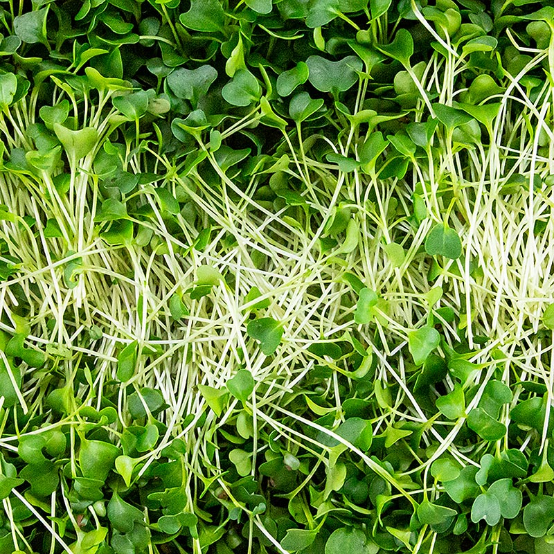 dikemas dengan microgreens kangkung, daun / bibit yang masih sangat muda - 75 gram - cangkang PE