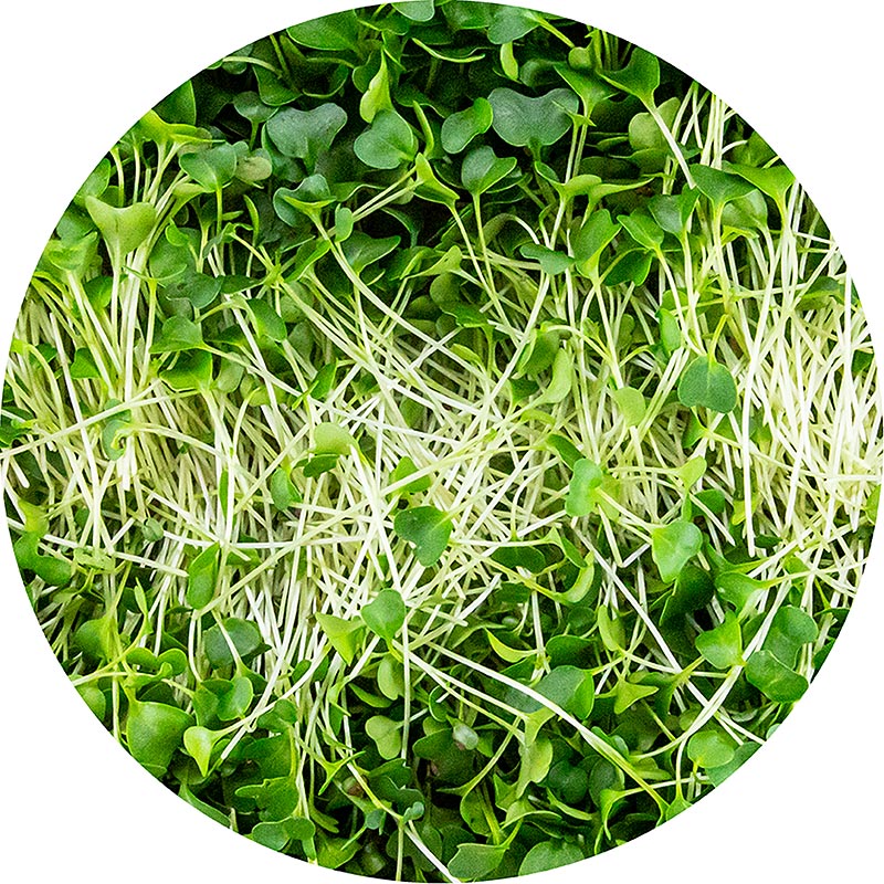 e mbushur me laker jeshile me mikrogjelberime, gjethe / fidane shume te rinj - 75 g - Predha PE
