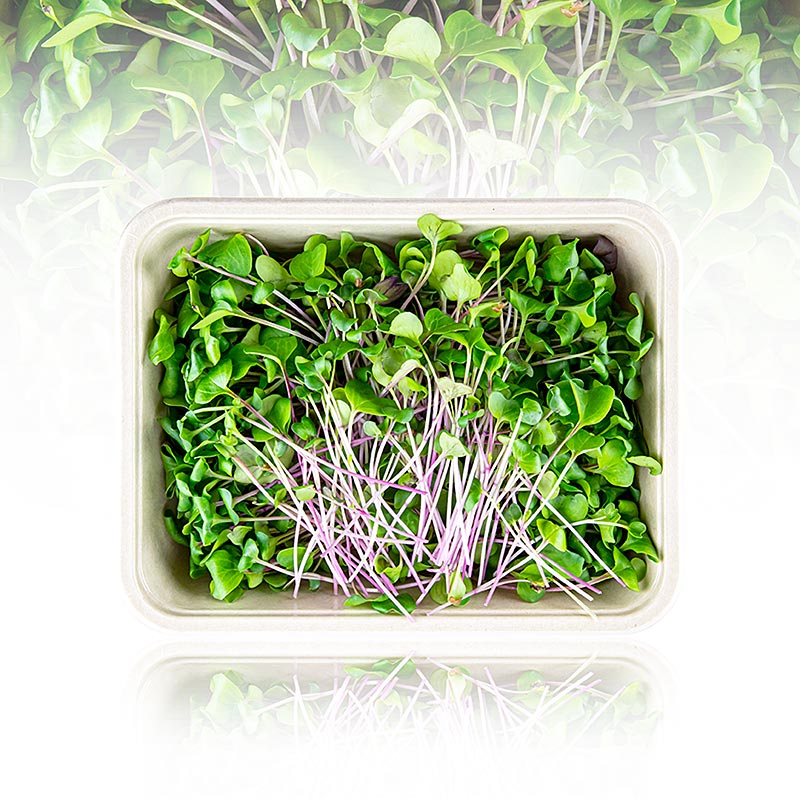 embalado com microgreens rabanetes verdes, folhas / mudas muito jovens - 100g - Concha PE
