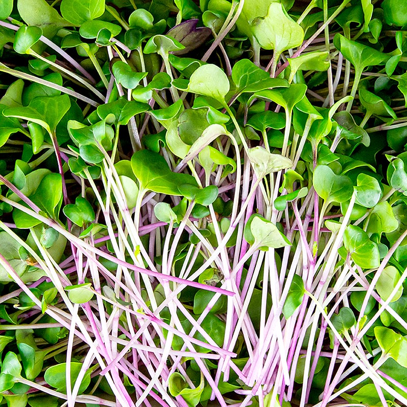 embalado com microgreens rabanetes verdes, folhas / mudas muito jovens - 100g - Concha PE