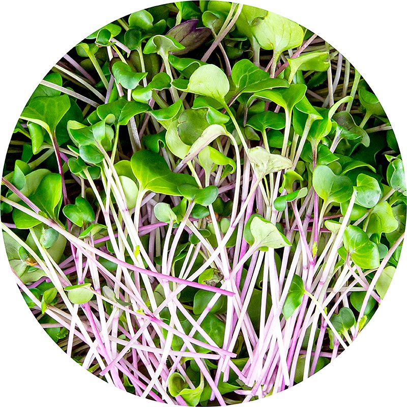 ricco di microgreens ravanelli verdi, foglie / piantine molto giovani - 100 grammi - Guscio in PE