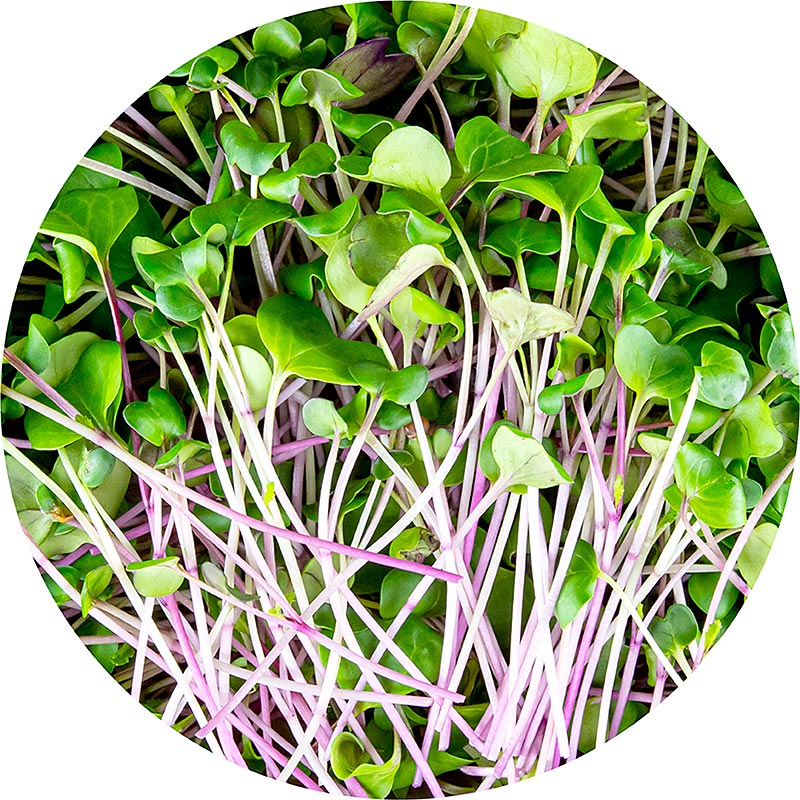 pakkadh medh orgraenum radisum graenum, mjog ungum laufum / plontum - 100 g - PE skel pakkadh medh orgraenum radisum graenum, mjog ungum laufum / plontum - 100 g - PE skel