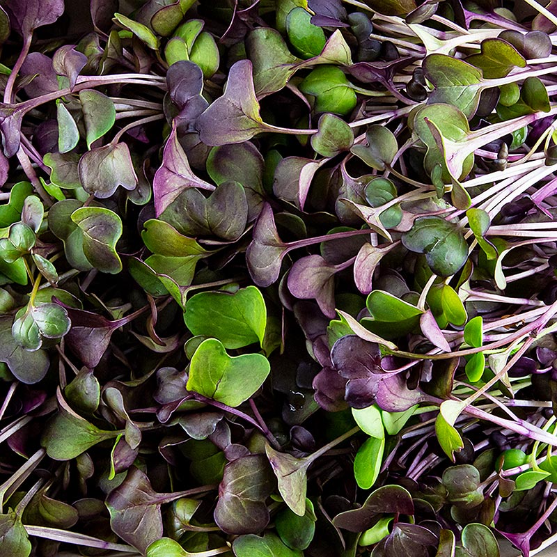 repleto de microvegetales rabanos rojos, hojas / plantulas muy jovenes - 100 gramos - carcasa de polietileno