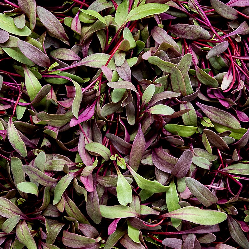 embalado com microgreens de beterraba, folhas / mudas muito jovens - 75g - Concha PE