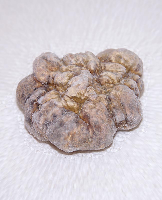 Trufla biala - bulwa magnatum pico, Wlochy, mrozona blyskawicznie w temperaturze -80°C - na gram - proznia