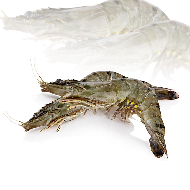 Camarao Tigre Preto, com cabeca, com casca, aprox. 13-15 pecas, Goumaitre. - 1kg - Camarao Tigre Preto, com cabeca, com casca, aprox. 13-15 pecas, Goumaitre. - 1kg -