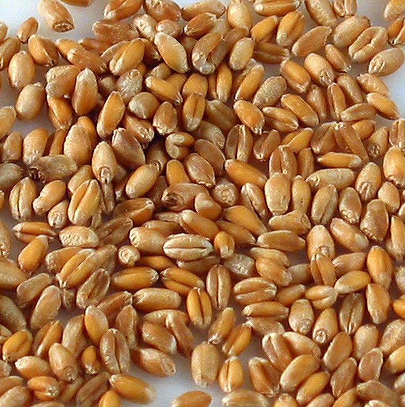 Gandum, utuh - 1kg - tas Gandum, utuh - 1kg - tas
