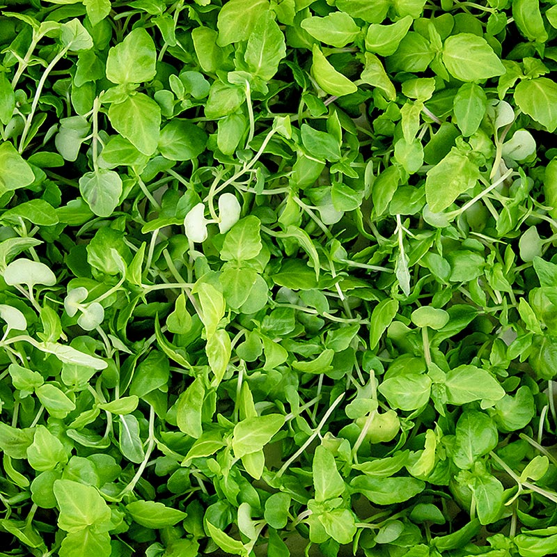 Mikro yesillikler ShisoGreens, genc yapraklar/fideler ile doludur - 25g - PE kabuk Mikro yesillikler ShisoGreens, genc yapraklar/fideler ile doludur - 25g - PE kabuk