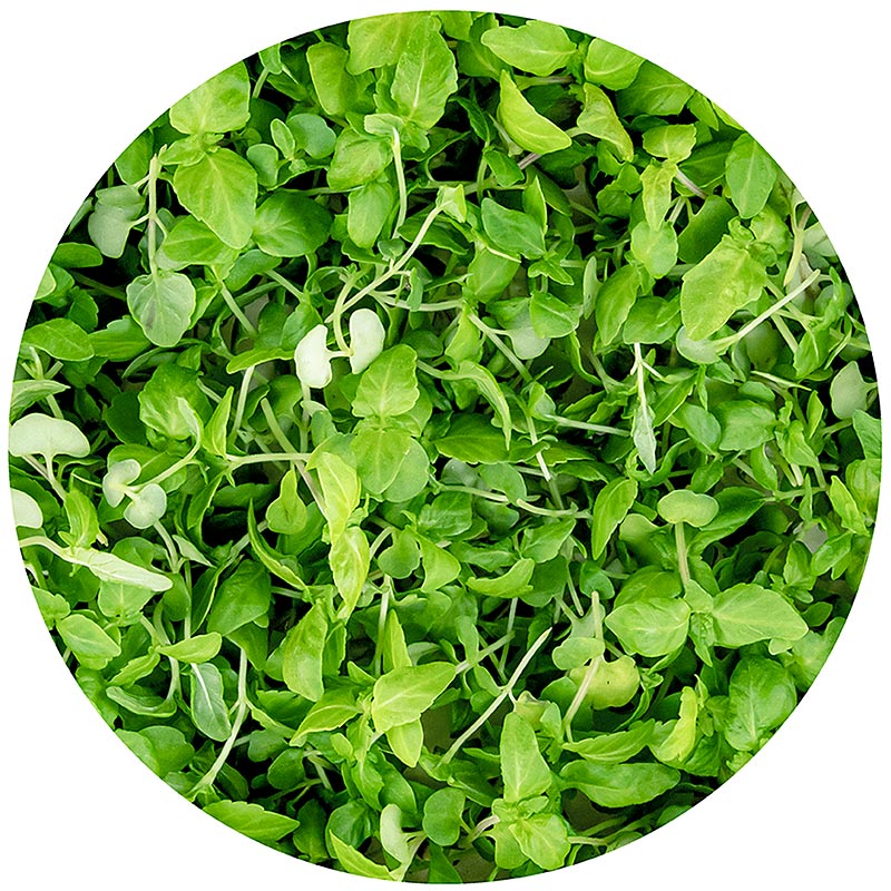 fullpakket med mikrogroent ShisoGreens, unge blader/froeplanter - 25 g - PE-skall fullpakket med mikrogroent ShisoGreens, unge blader/froeplanter - 25 g - PE-skall