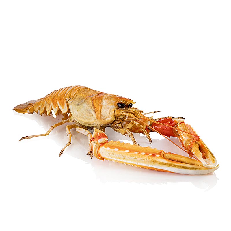Homard de Norvege 4 - 8 entierement cru avec carapace Hafro - environ 800 g - Peler