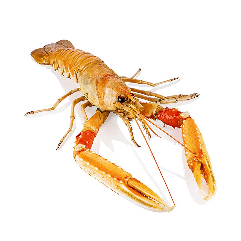 Lobster Norwegia 4-8 ekor mentah utuh dengan cangkangnya. Hafro - sekitar 800 gram - Mengupas