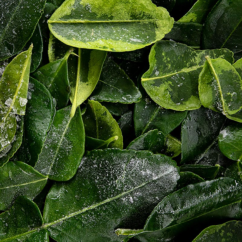 Feuilles de tilleul / feuilles de kaffir - 100g - Coque en PE