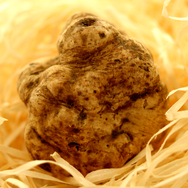 Truffle fresh white Alba truffle, tuber magnatum pico, La Bilancia, tubers from approx. 20g, from October to the end of December (DAILY PRICE) - per gram - -