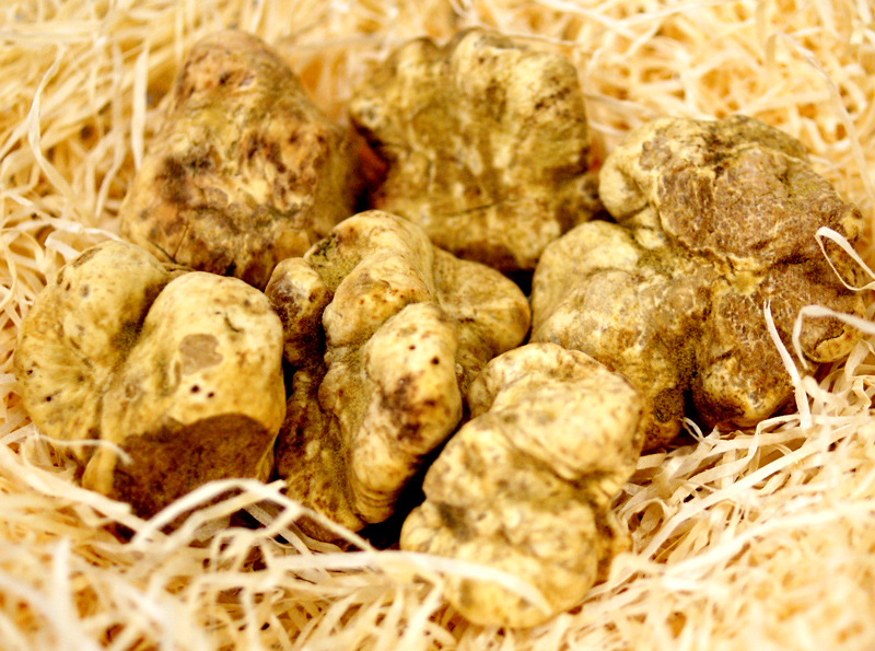 Truffle fresh white Alba truffle, tuber magnatum pico, La Bilancia, tubers from approx. 20g, from October to the end of December (DAILY PRICE) - per gram - -