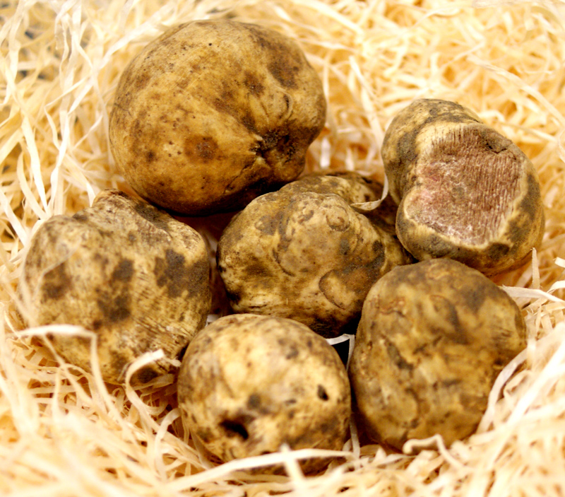 Truffles small white truffles, Tondellos, from October to the end of December (DAILY PRICE) - per gram - -