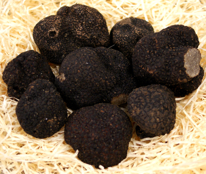Truffle Winter fine truffle fresh from France, tuber melanosporum, tubers from approx. 30g, from November to March (DAILY PRICE) - per gram - -