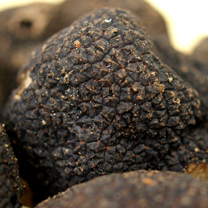 Truffle Winter Edeltrüffel EXTRA from France - tuber melanosporum, fresh, tubers from about 25 g, from Nov. to March (DAILY PRICE) - per gram - -