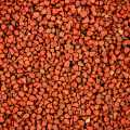Benih Annatto, dari semak Orleans - 100 gram - tas