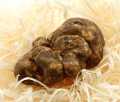 Fresh White Truffle - Eastern Europe, Tuber magnatum pico, (PRIJS PER DAGEN) - per gram - los