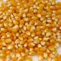 Pop corn, BIO - 1 kg - bag