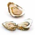 Fresh oysters - Gillardeau M4 (Crassostrea gigas), a ca.75g - 12 pc - wooden box