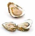 Fresh oysters - Gillardeau M4 (Crassostrea gigas), a ca.75g - 12 pc - wooden box
