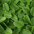 Daun hijau, digulung, diperbuat daripada coklat, dobla - 115g, 144 keping - kadbod