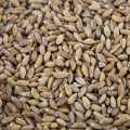 Emmer wheat (two grains), whole, organic - 1 kg - bag