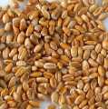 Whole wheat, ORGANIC - 1 kg - bag
