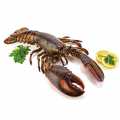 Canadian lobster HPL, with shell, Hafro,TK - 500g - carton