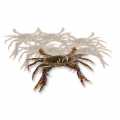 Soft Shell Mangrove Crab, Prime, Paitoon - 1 kg, 12 stuks - plastic