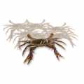 Soft Shell Mangrove Crab, Prime, Paitoon - 1 kg, 12 pieces - plastic