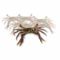 Soft Shell Mangrove Crab, Prime, Paitoon - 1 kg, 12 pcs - plastic