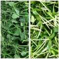 embalado com microgreens MIX girassol / ervilha, folhas / mudas muito jovens - 200g - Concha PE