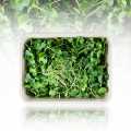 Lobak microgreens, kecambah segar, dikemas - 100 gram - cangkang PE