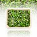 Microgreens mustard, sprouts fresh, packed - 75g - PE shell