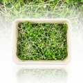 verpakte microgreens mosterd, zeer jonge bladeren / zaailingen - 75g - PE-schaal