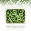 Microgreens solros, groddar farska, packade - 100 g - PE-skal