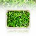 packed microgreens borage, very young leaves / seedlings - 50g - PE shell