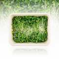 Microgreens Grünkohl, Sprossen frisch, vollgepackt - 75 g - Pe-schale