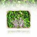 packed microgreens radishes green, very young leaves / seedlings - 100 g - PE shell